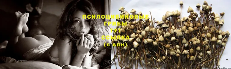 Псилоцибиновые грибы Psilocybe  где продают   Вышний Волочёк 